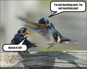 funny-pictures-sibling-hummingbirds-fight3